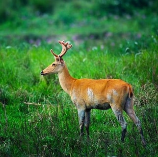 Kaziranga National Park